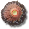 Volcano Eruption Jibbitz Süsleri